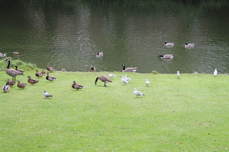 Enten am Geroweiher - IMG_5797.JPG IMG_5797.JPG